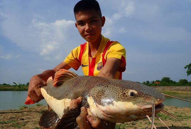 招財貓鯰魚_觀賞招財貓鯰魚魚苗圖片_觀賞魚鯰魚招財貓