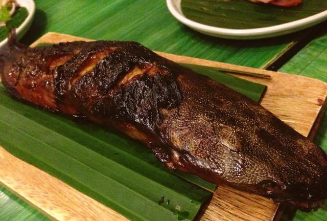 觀賞魚鯰魚招財貓_觀賞招財貓鯰魚魚苗圖片_招財貓鯰魚