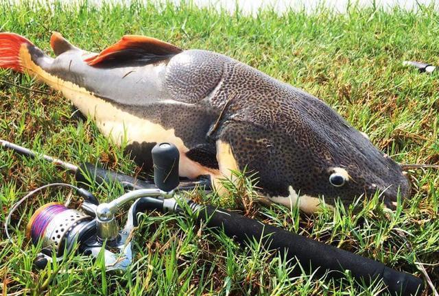 招財貓鯰魚_觀賞魚鯰魚招財貓_觀賞招財貓鯰魚魚苗圖片