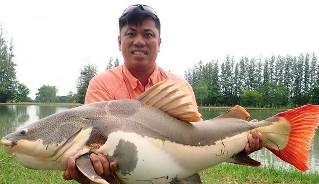 招財貓鯰魚_觀賞招財貓鯰魚魚苗圖片_觀賞魚鯰魚招財貓