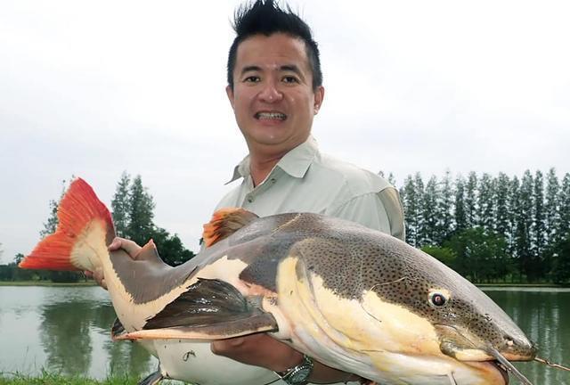 招財貓鯰魚_觀賞招財貓鯰魚魚苗圖片_觀賞魚鯰魚招財貓