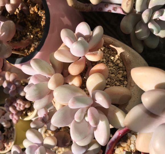 桃蛋養護訣竅，路邊撿點小石子，當成鋪面石