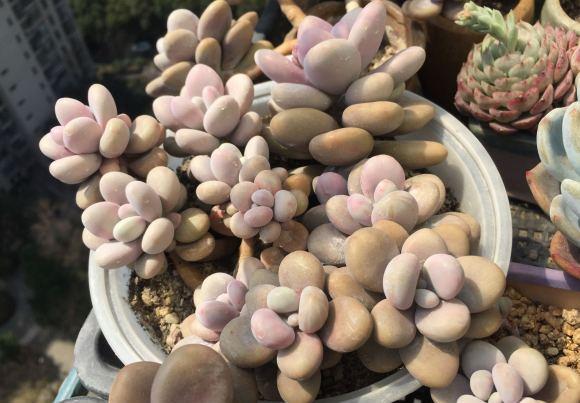 多肉白石頭鋪面_多肉白色鋪面石_多肉白石子鋪面好不好