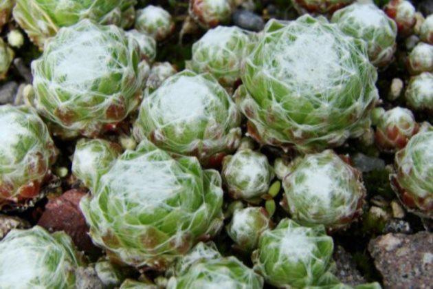 多肉長得差不多_多肉長得特別長怎么辦_多肉長得很好