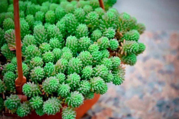 多肉長得很好_多肉長得差不多_多肉長得特別長怎么辦