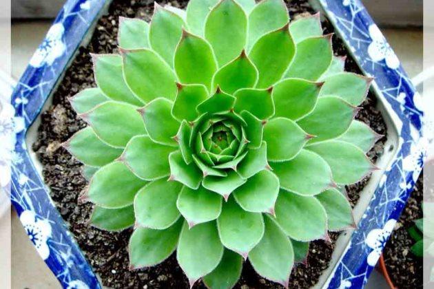 多肉長得很好_多肉長得特別長怎么辦_多肉長得差不多