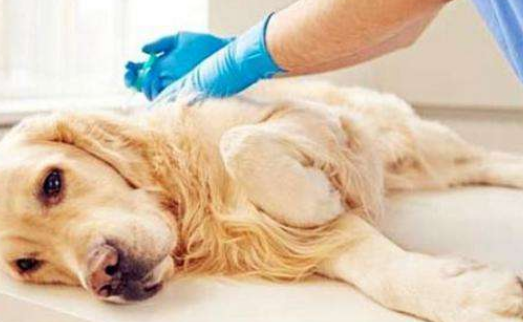 狗狗身體一直在顫抖是為什么_狗抖身體會抖出什么嗎_狗抖動身體是什么意思