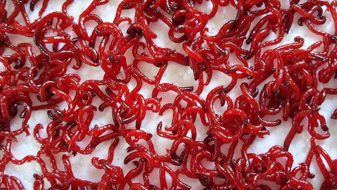 不敢給寵物魚(yú)喂活食？嘩仔獨(dú)家消毒妙招，為