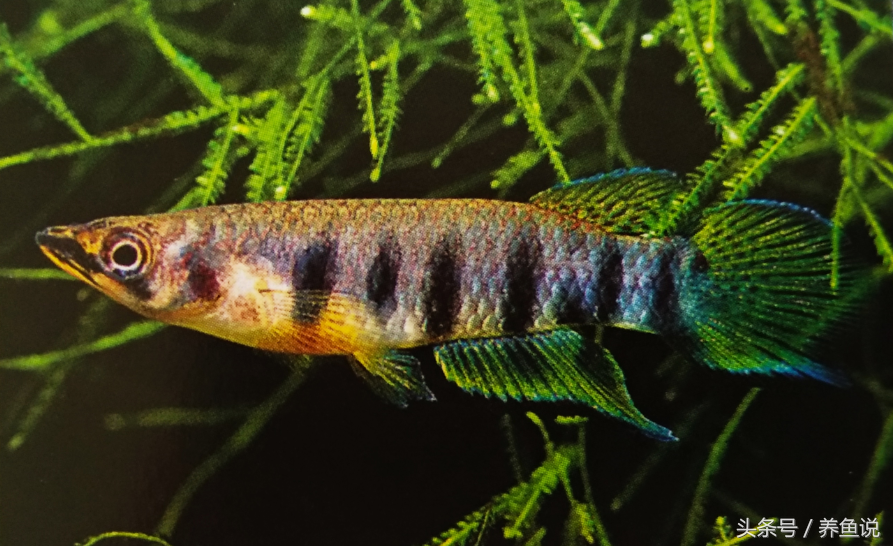 紅色的魚觀賞魚_觀賞紅色魚有哪幾種_紅色觀賞魚有哪些