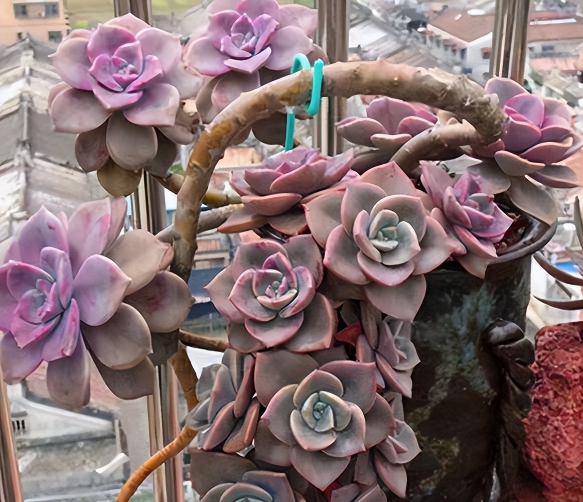 分享6款養(yǎng)了多年的多肉，夏天越曬越漂亮，