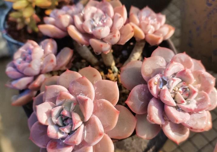 多肉長大后是什么樣子_多肉長徒了怎么解決_長成樹的多肉