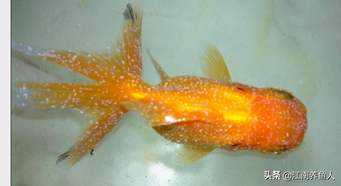 觀賞魚最常見的8種魚病，及其治療和預防辦