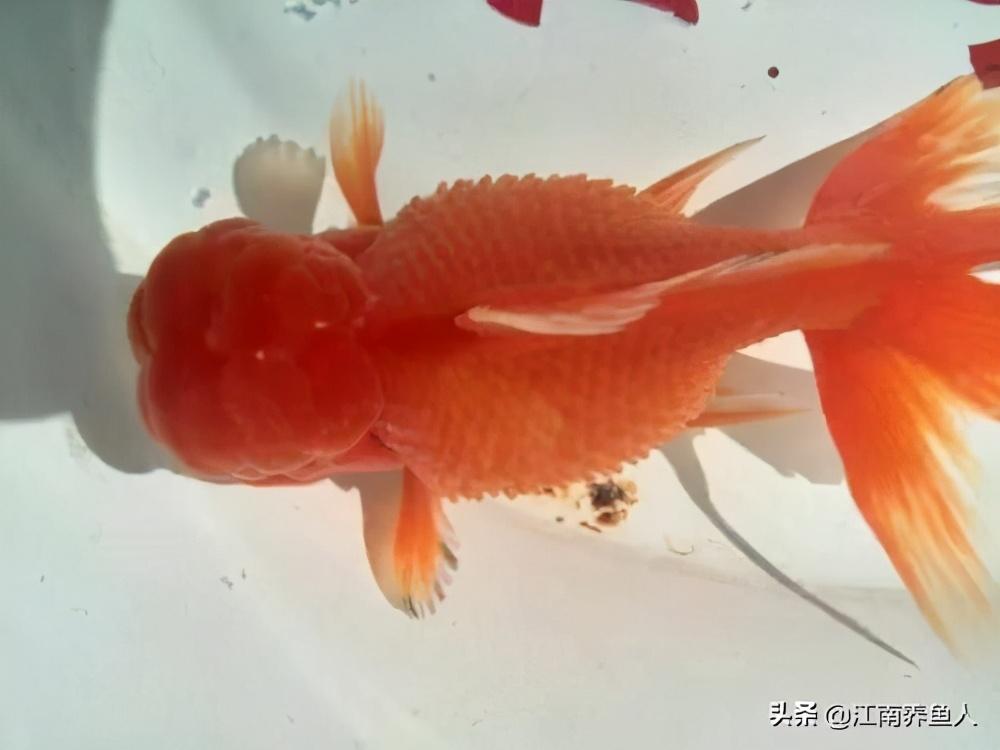 觀賞魚常見疾病_觀賞常見疾病魚類有哪些_觀賞常見疾病魚有哪些