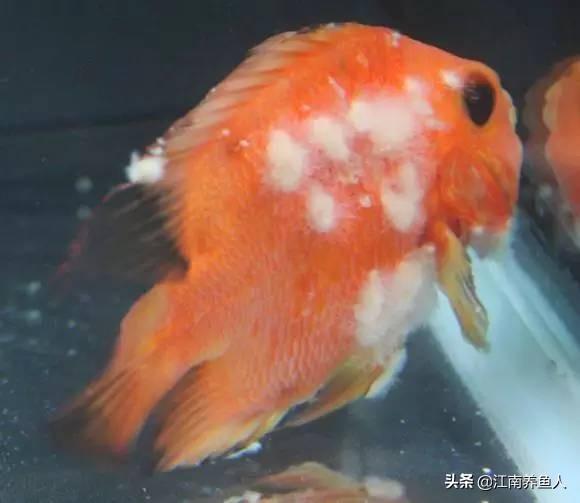 觀賞常見疾病魚有哪些_觀賞魚常見疾病_觀賞常見疾病魚類有哪些