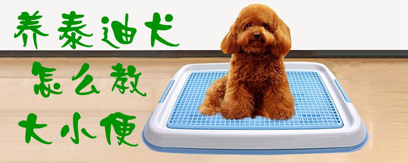 養泰迪犬怎么教大小便