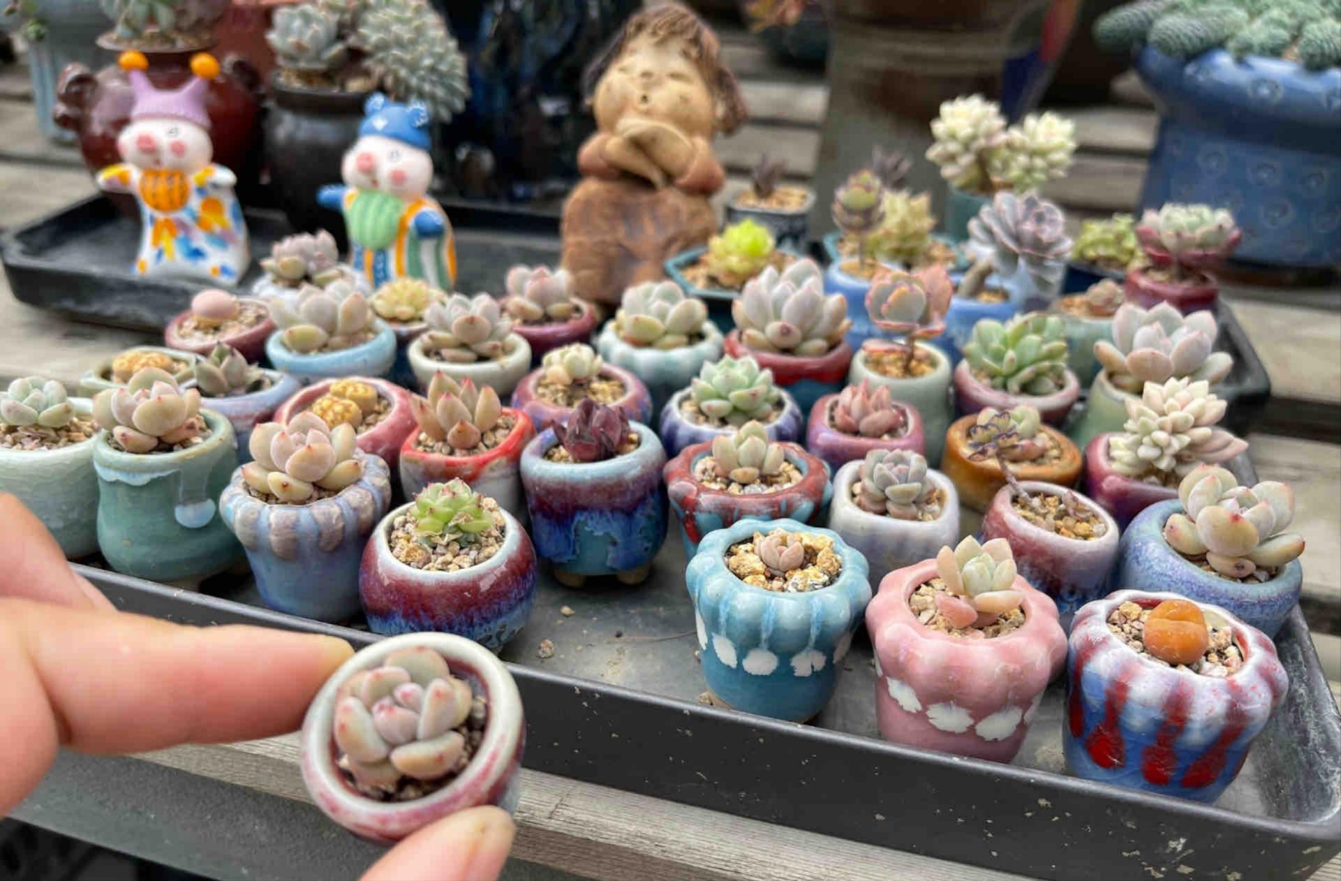 多肉專用澆水壺_多肉澆水壺怎么用_澆水專用多肉壺圖片