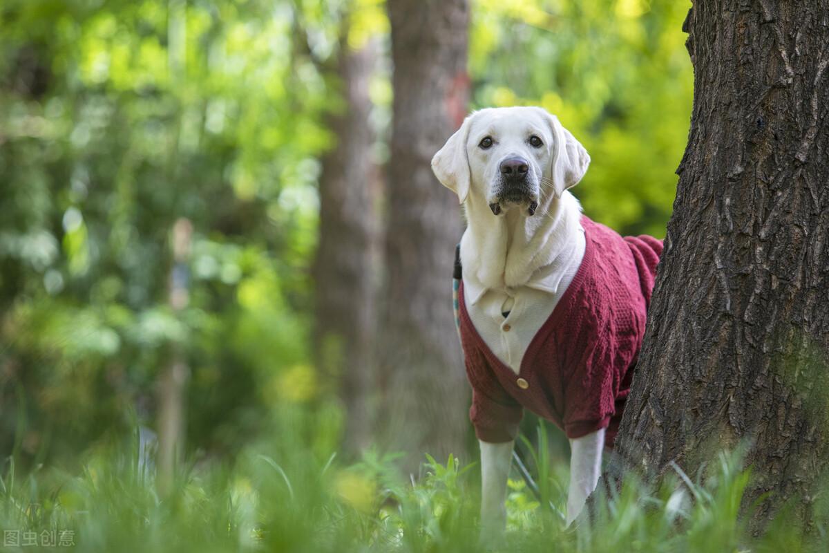 大型犬用什么鈣片，天天吃肉也缺鈣嗎