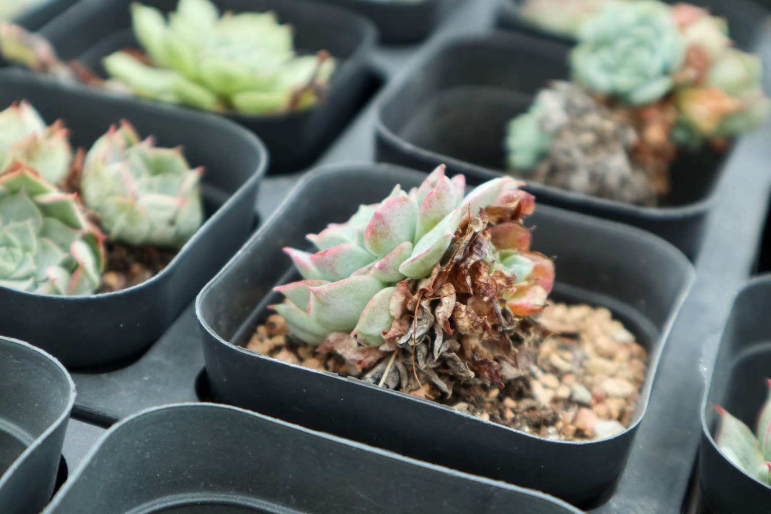 自從養了這10種多肉，她家陽臺十里飄香！