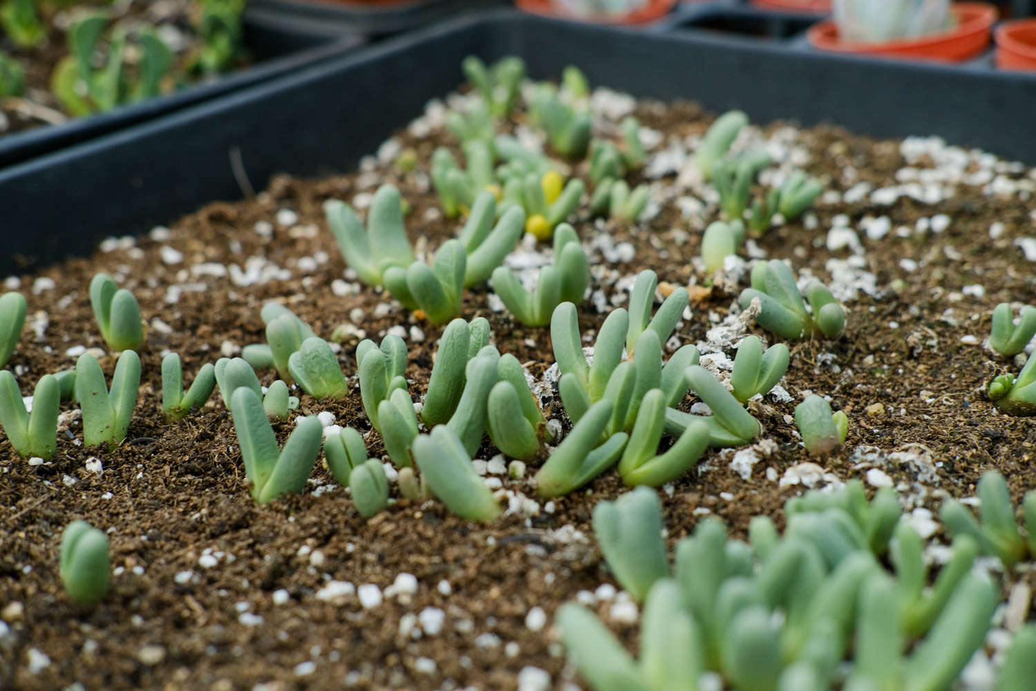 帶香味兒的多肉_帶香味的多肉有毒嗎_香味多肉