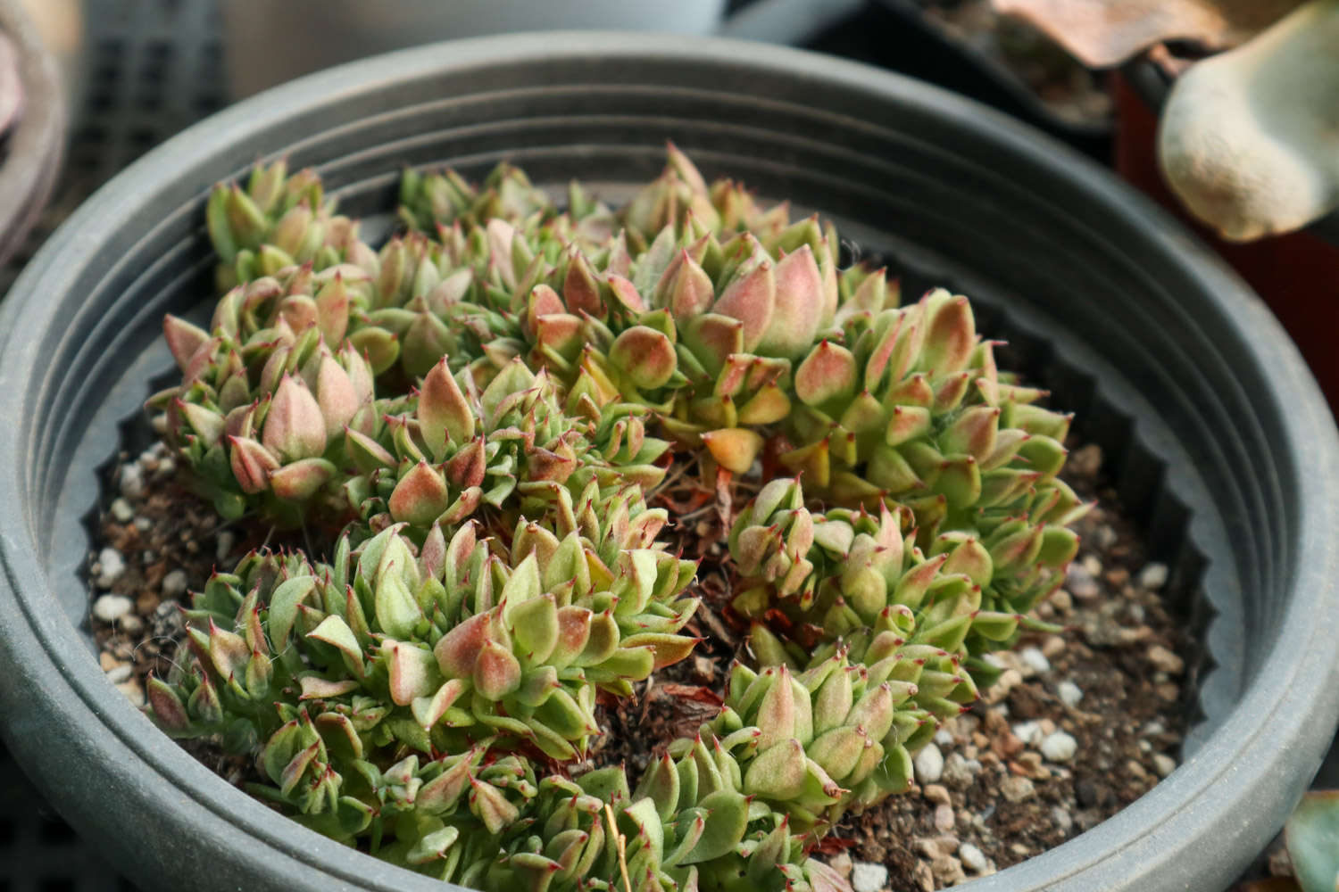 帶香味兒的多肉_帶香味的多肉有毒嗎_香味多肉