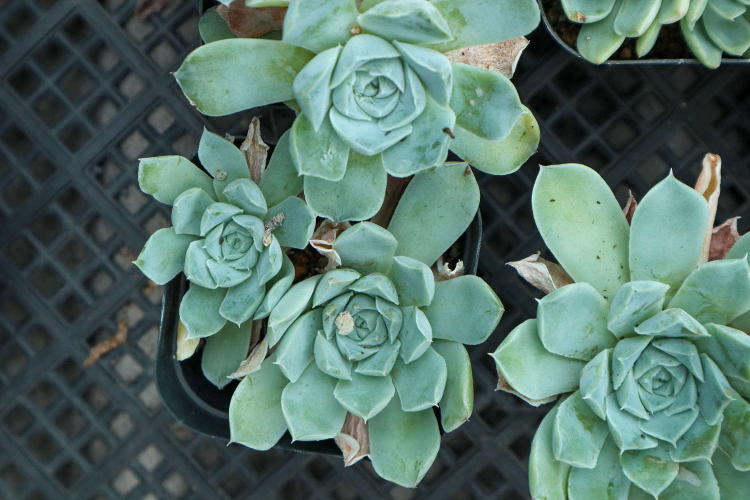 帶香味兒的多肉_香味多肉_帶香味的多肉有毒嗎