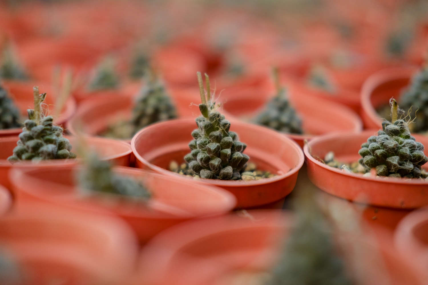 帶香味的多肉有毒嗎_帶香味兒的多肉_香味多肉