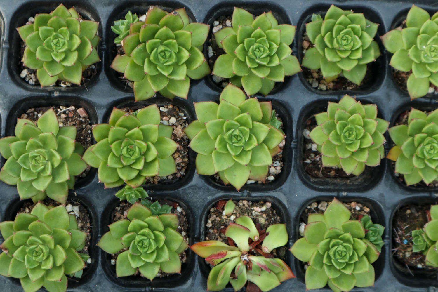 帶香味的多肉有毒嗎_帶香味兒的多肉_香味多肉