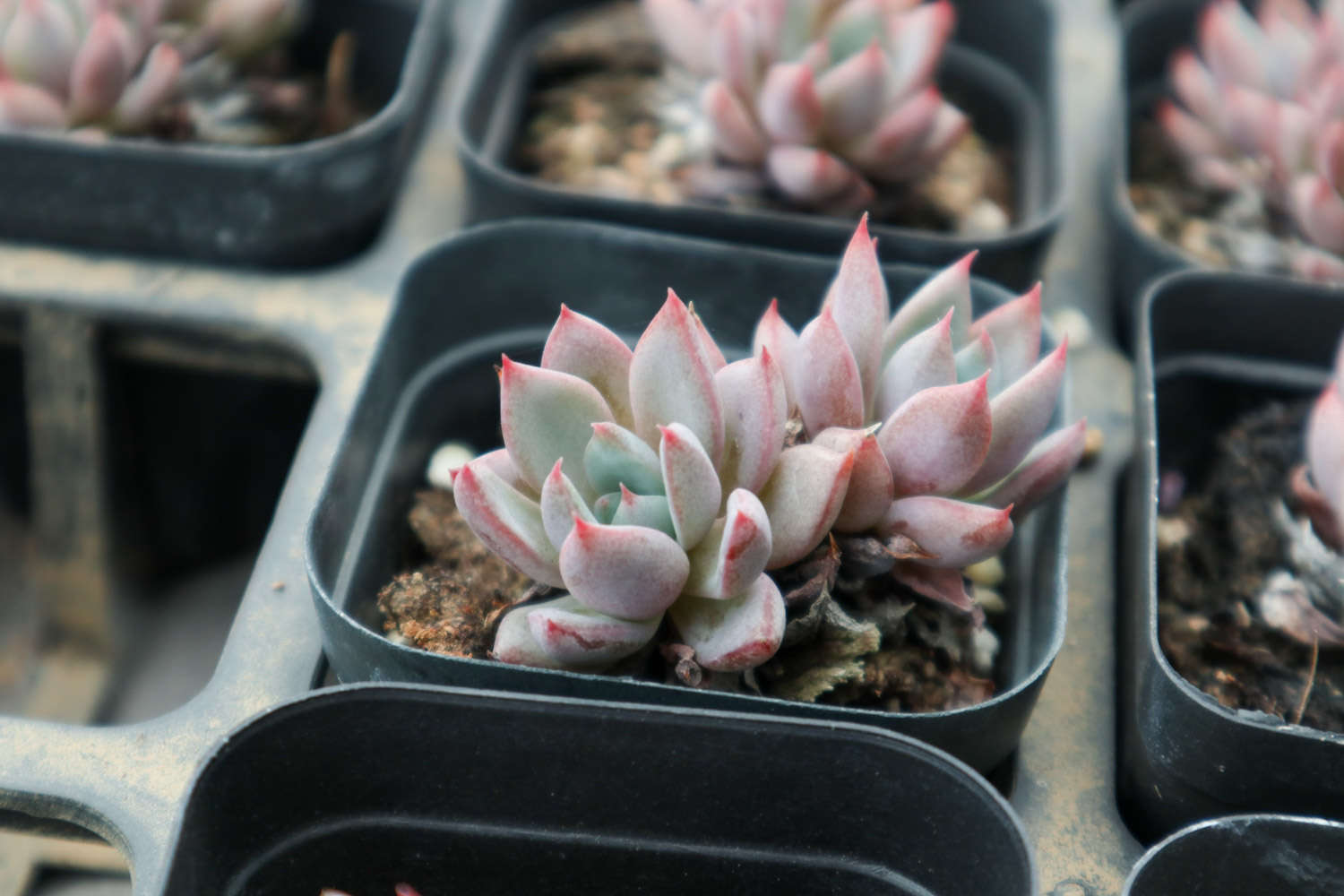 香味多肉_帶香味兒的多肉_帶香味的多肉有毒嗎