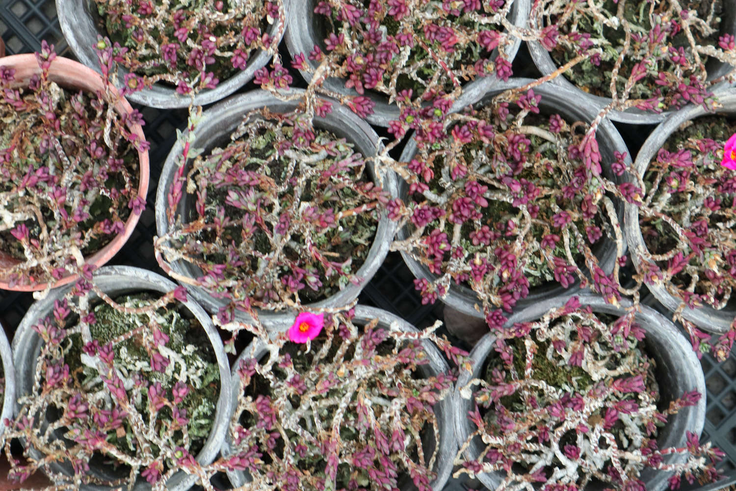 帶香味的多肉有毒嗎_香味多肉_帶香味兒的多肉