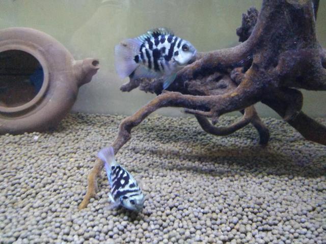 觀賞養(yǎng)食肉魚好嗎_家養(yǎng)吃肉的觀賞魚_好養(yǎng)的食肉觀賞魚