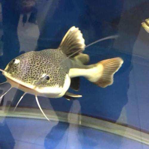 好養(yǎng)的食肉觀賞魚_觀賞養(yǎng)食肉魚好嗎_家養(yǎng)吃肉的觀賞魚