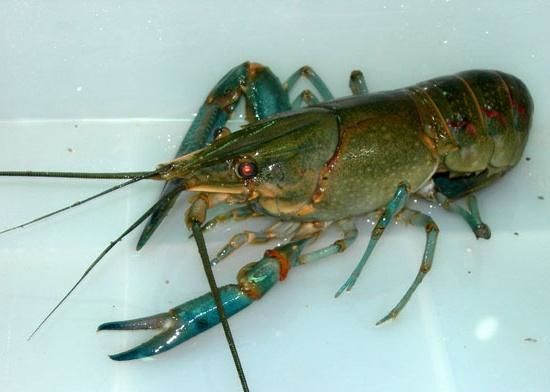 觀賞魚價值有多高_最有價值的觀賞魚_觀賞魚價值有哪些