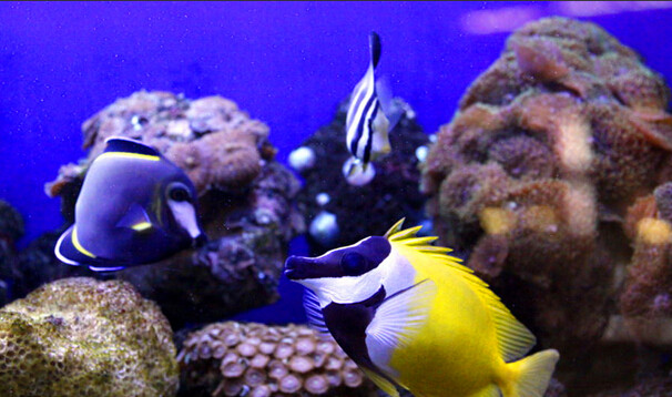 觀賞魚食肉魚有哪些_觀賞魚肉質_魚觀賞食肉有什么好處