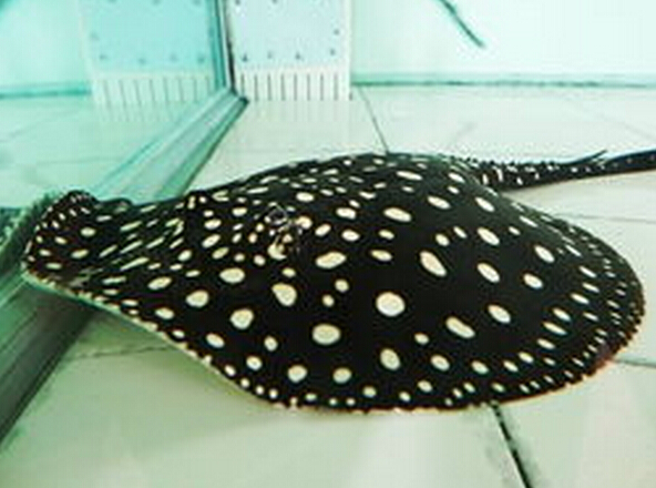 觀賞魚圖片黑劍魚大全_觀賞魚圖片大全圖片欣賞_黑劍魚圖片觀賞魚