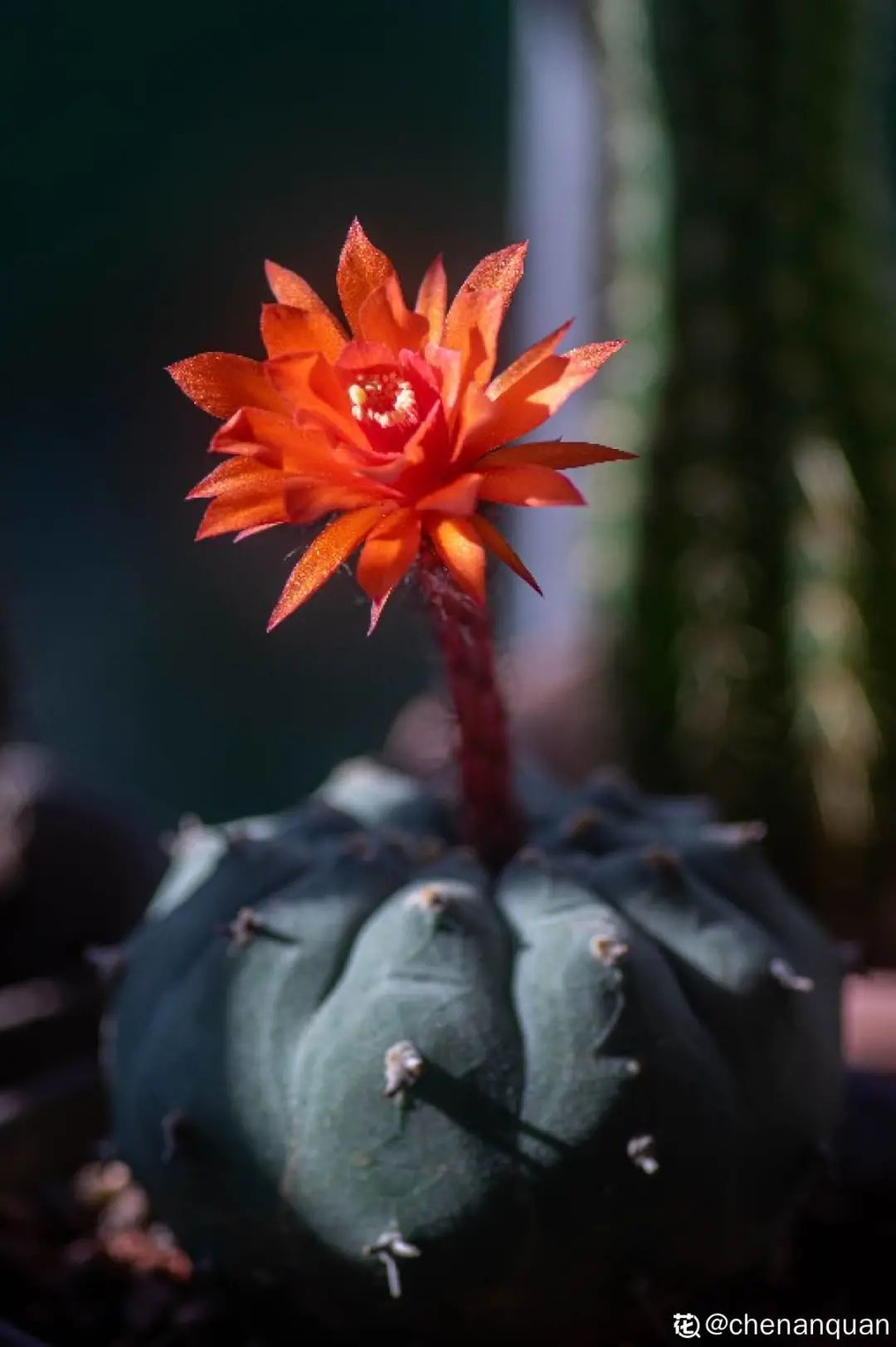 美好 | 送你一朵小紅花，開在心底，倔強(qiáng)生長