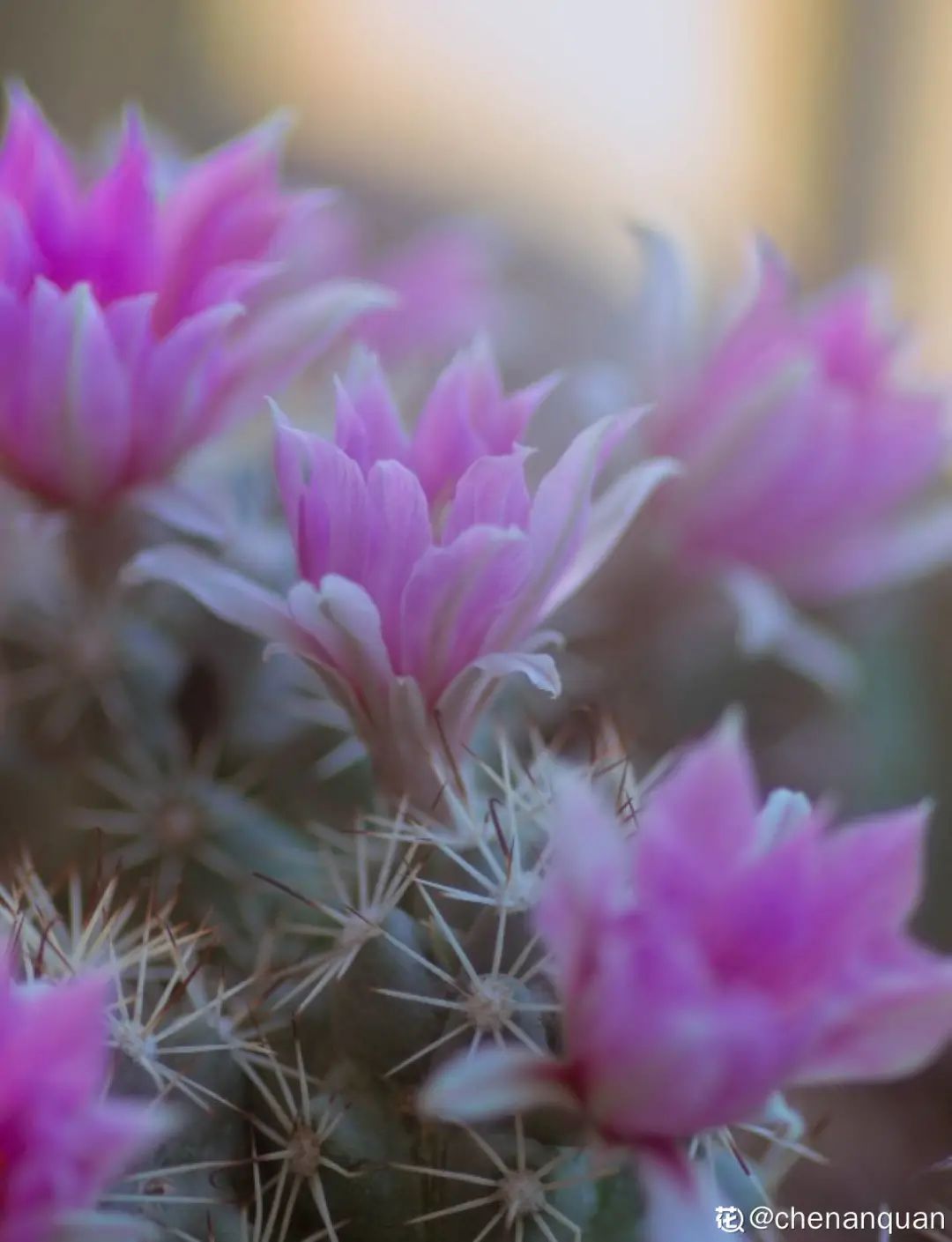 百合麗麗多肉植物怎么扦插_百合麗麗多肉_百合麗麗多肉繁殖方法
