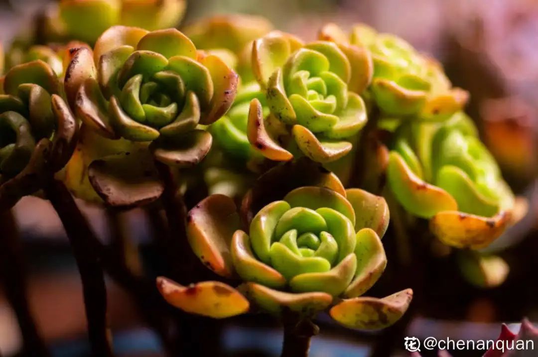 百合麗麗多肉植物怎么扦插_百合麗麗多肉_百合麗麗多肉繁殖方法