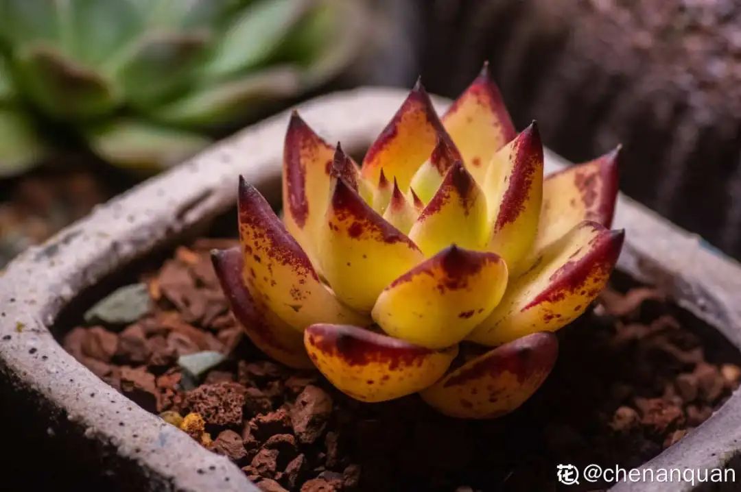 百合麗麗多肉_百合麗麗多肉植物怎么扦插_百合麗麗多肉繁殖方法