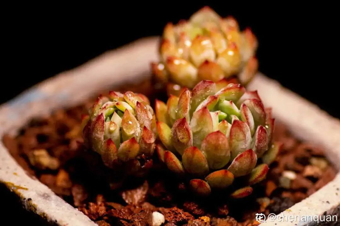 百合麗麗多肉繁殖方法_百合麗麗多肉_百合麗麗多肉植物怎么扦插