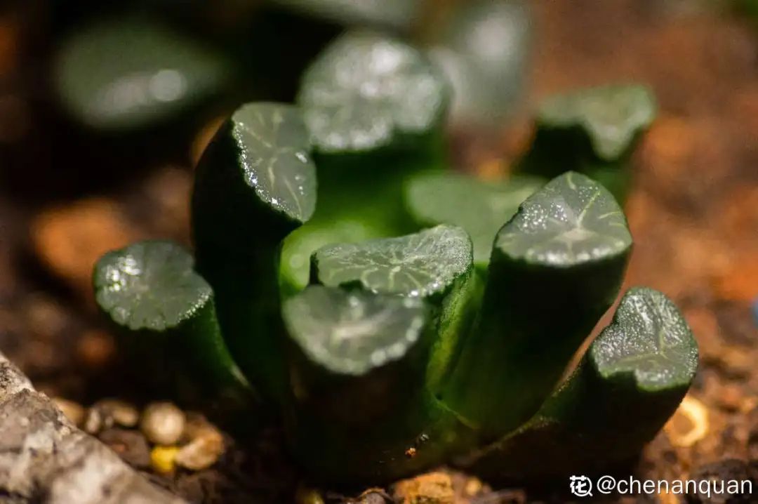 百合麗麗多肉植物怎么扦插_百合麗麗多肉繁殖方法_百合麗麗多肉