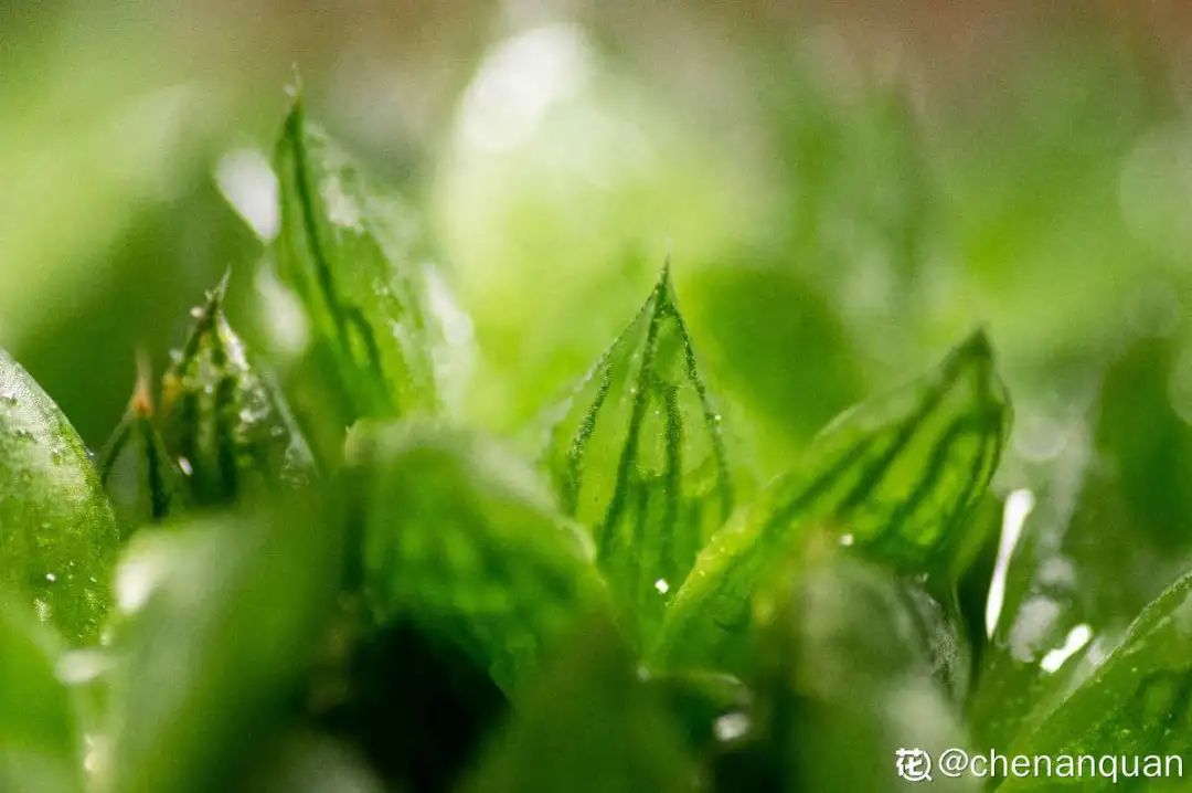 百合麗麗多肉_百合麗麗多肉植物怎么扦插_百合麗麗多肉繁殖方法