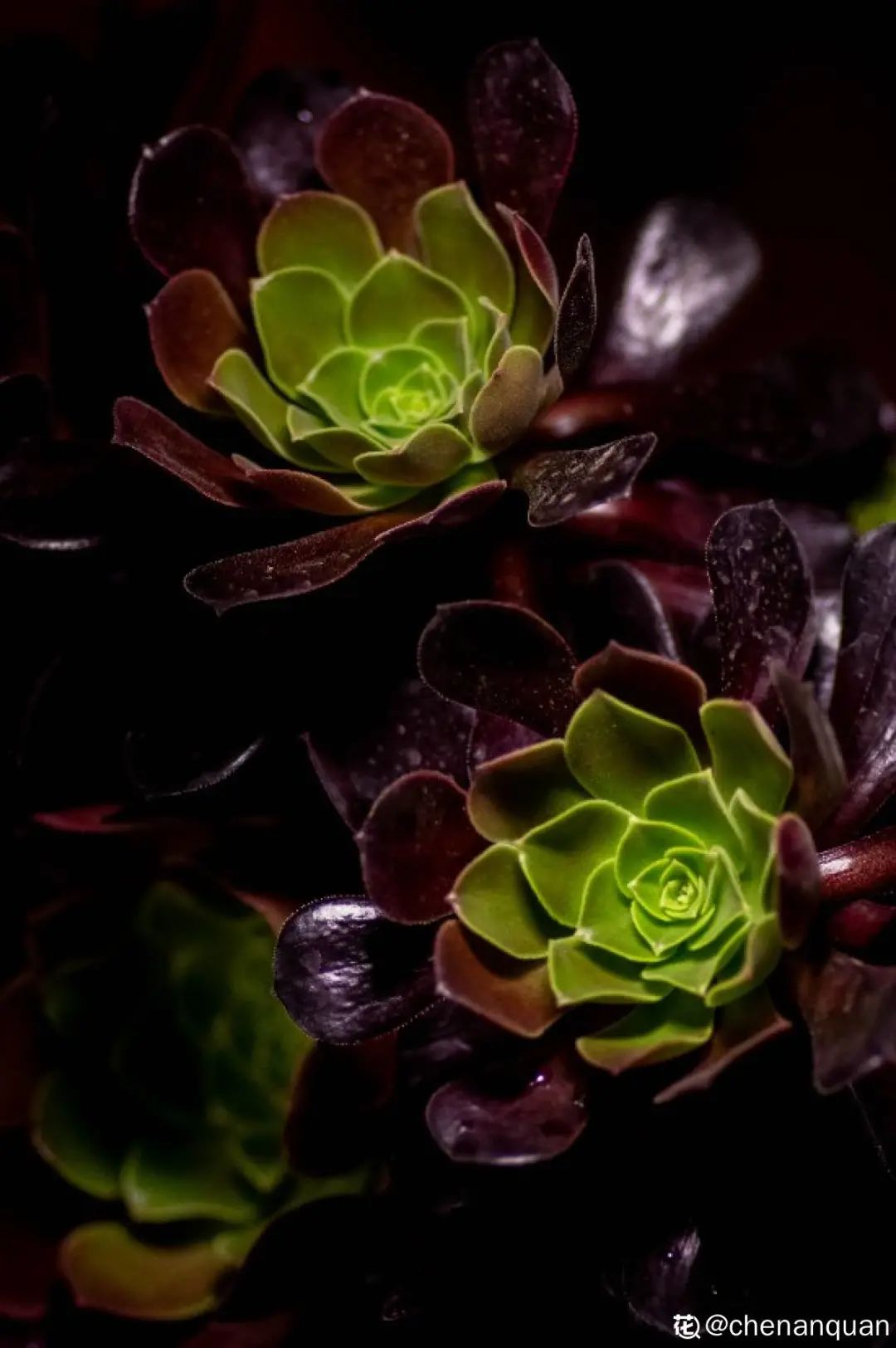 百合麗麗多肉植物怎么扦插_百合麗麗多肉_百合麗麗多肉繁殖方法