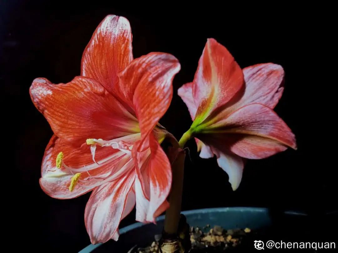 百合麗麗多肉_百合麗麗多肉繁殖方法_百合麗麗多肉植物怎么扦插