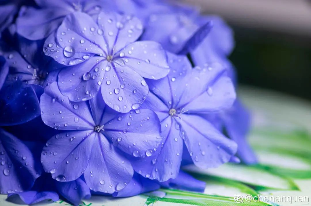 百合麗麗多肉植物怎么扦插_百合麗麗多肉_百合麗麗多肉繁殖方法