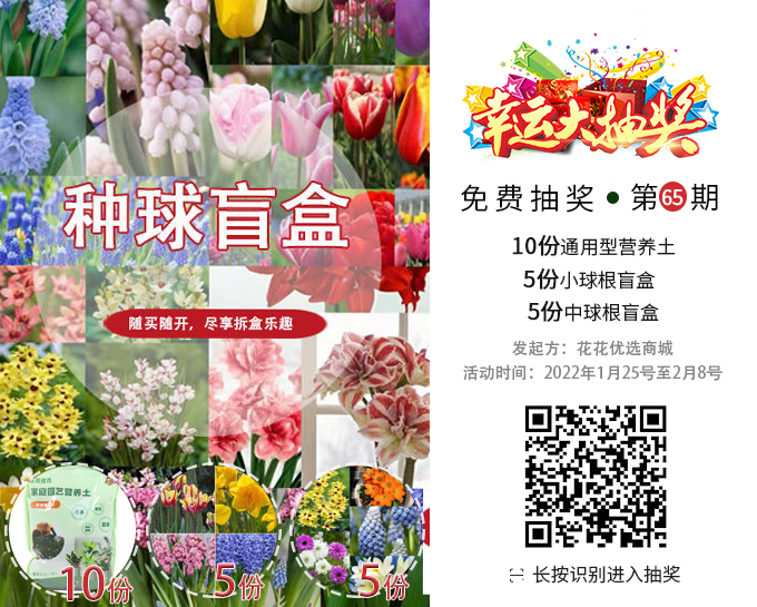 百合麗麗多肉植物怎么扦插_百合麗麗多肉_百合麗麗多肉繁殖方法