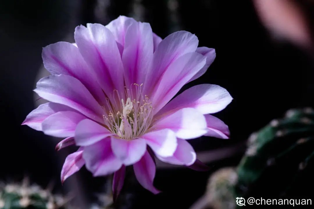 百合麗麗多肉繁殖方法_百合麗麗多肉_百合麗麗多肉植物怎么扦插