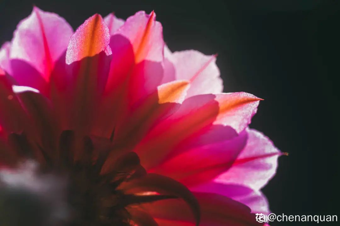 百合麗麗多肉繁殖方法_百合麗麗多肉_百合麗麗多肉植物怎么扦插