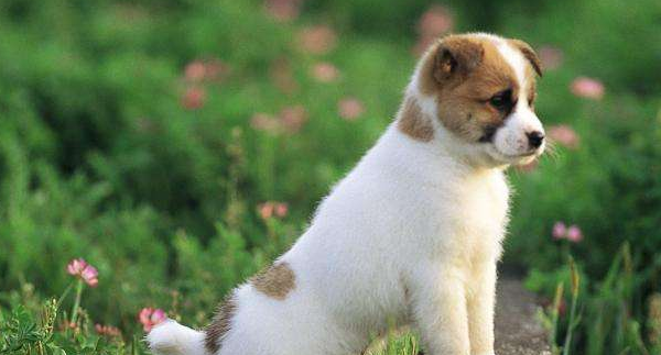 小狗名字推薦_好聽的小狗狗名字_小狗狗名字洋氣