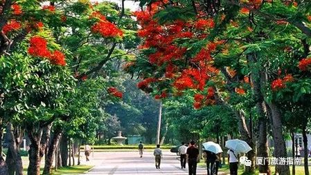 廈門旅游攻略鼓浪嶼_廈門旅游攻略鼓浪嶼_廈門攻略鼓浪嶼旅游路線