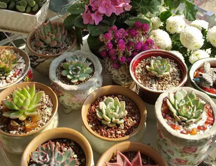 老媽沒忍住買了上百塊的多肉,拿回家卻成了大問題,看看你中招了沒!